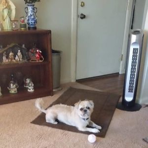 Meet your Posher, Betty